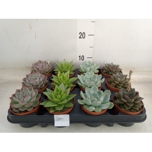 Echeveria   ...mix
