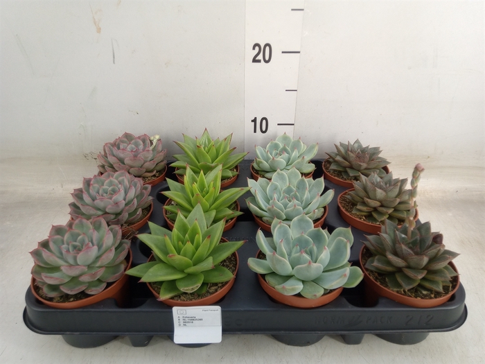 <h4>Echeveria   ...mix</h4>