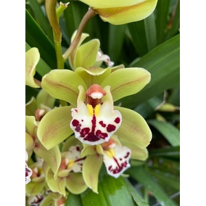 Cymbidium Mini Greenland X4 Leekade