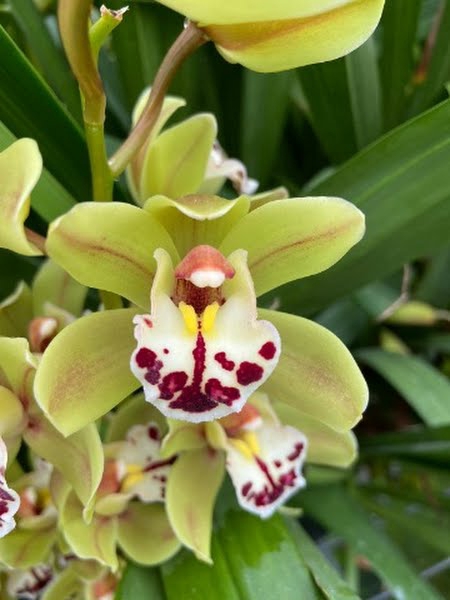 <h4>Cymbidium Mini Greenland X4 Leekade</h4>