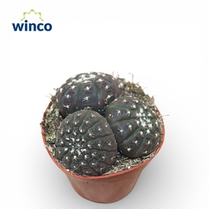 Gymnocalycium Ragonesei (Group)