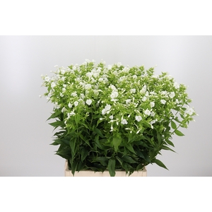 Phlox Icecap