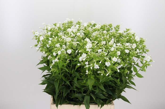 <h4>Phlox Icecap</h4>