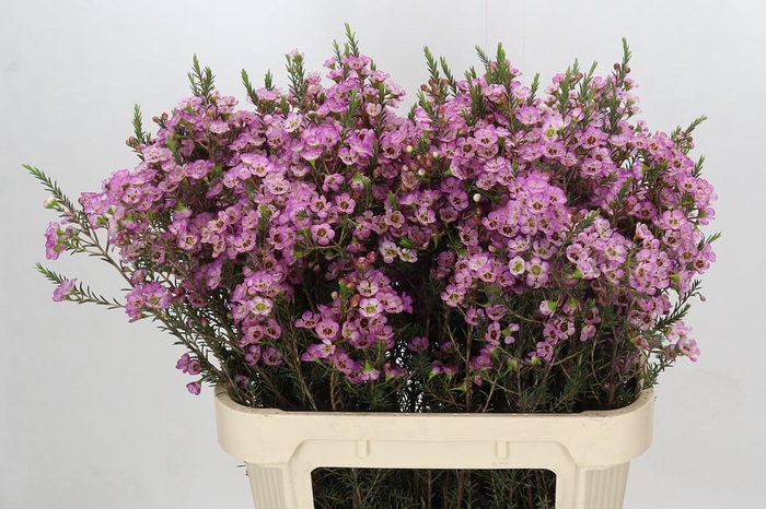 <h4>Chamelaucium Adi</h4>