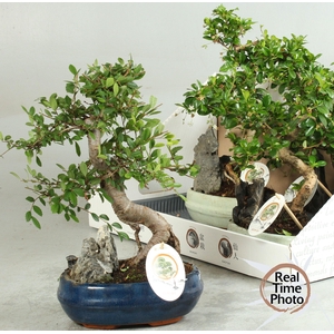 BONSAI GEM