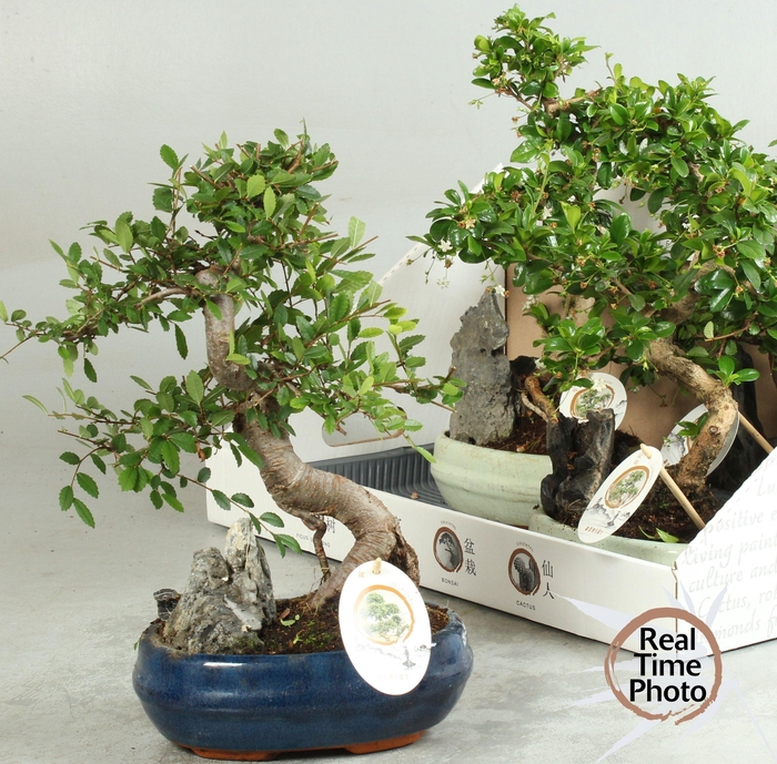<h4>BONSAI GEM</h4>