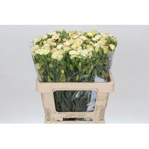 Dianthus Sp Solandis Firefly