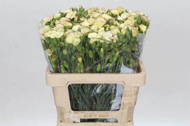 <h4>Dianthus Sp Solandis Firefly</h4>