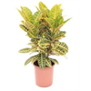 CROTON CANARINHO P24