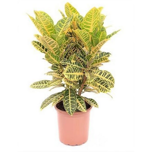 CROTON CANARINHO P24