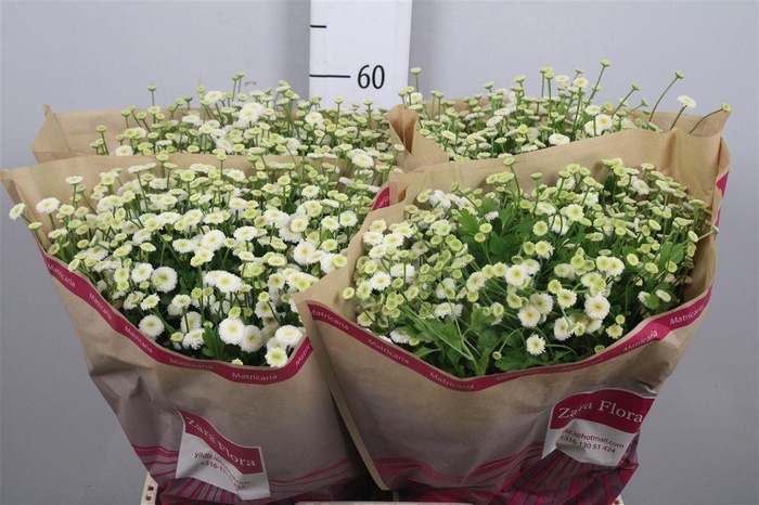 <h4>Tana Pa Rio</h4>