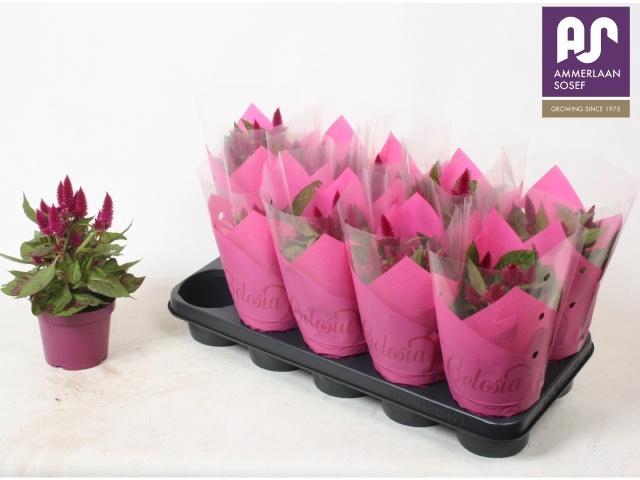 <h4>CEL DEEP PURPLE</h4>