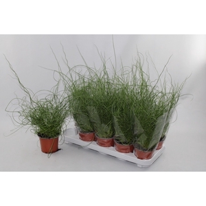 JUNCUS EF SPIRALIS