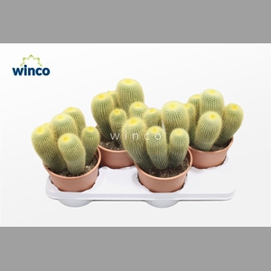 CACTUS OV