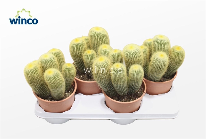 <h4>Notocactus Leninghausii (group)</h4>