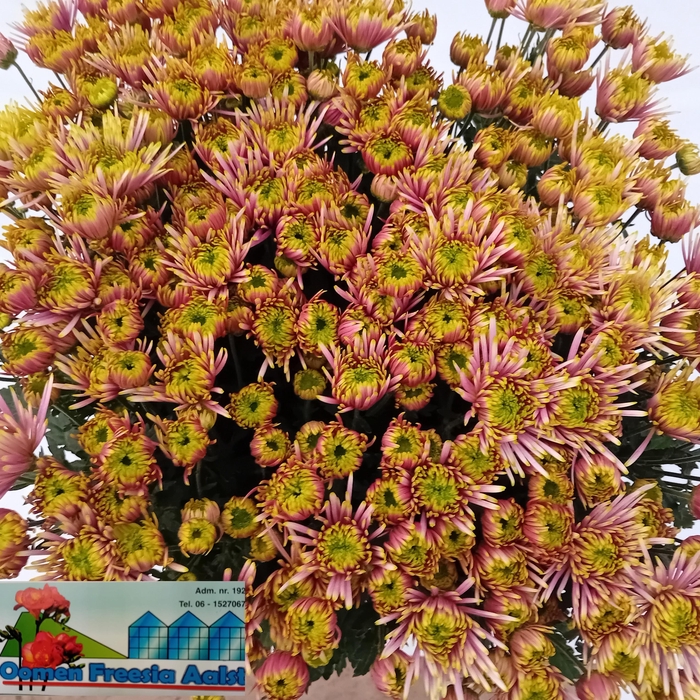 <h4>CHR T TULA GREEN</h4>