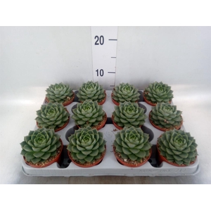 Echeveria   ...