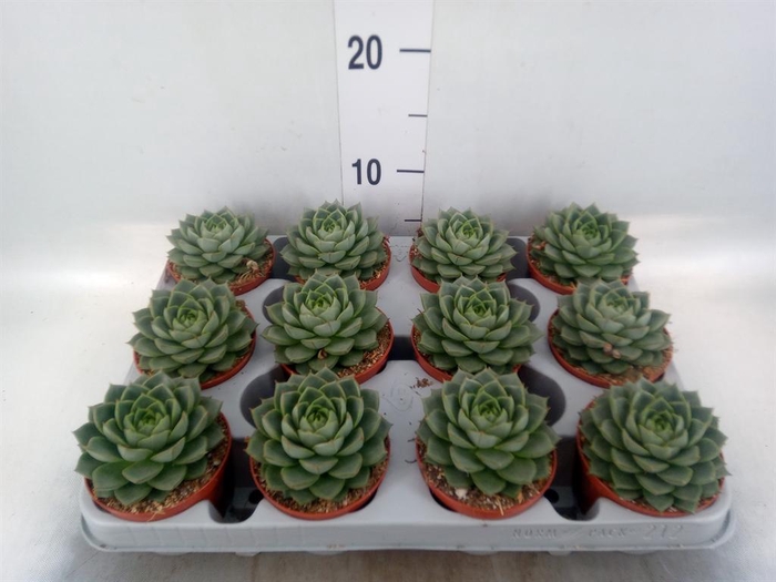 <h4>Echeveria ...</h4>