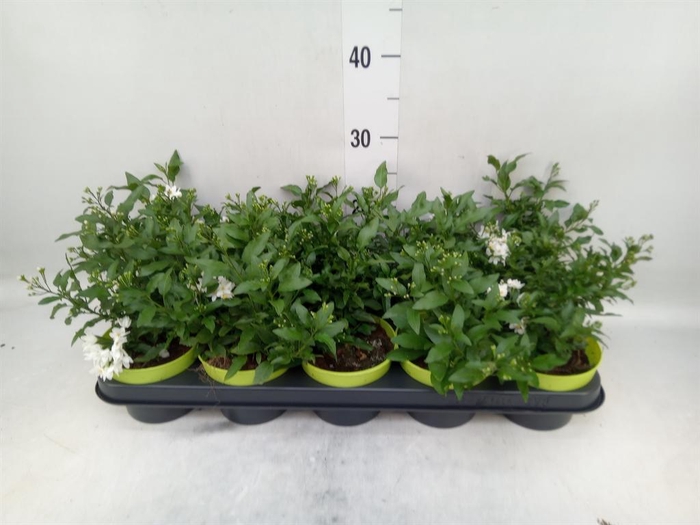 <h4>Solanum jasminoides</h4>