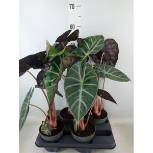 Alocasia   ...