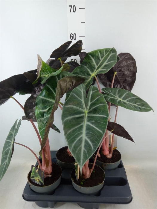 <h4>Alocasia   ...</h4>