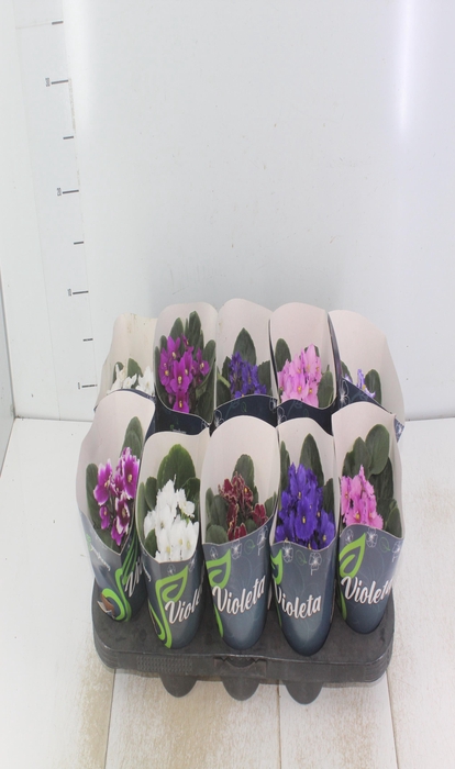 <h4>VIOLETA P11</h4>