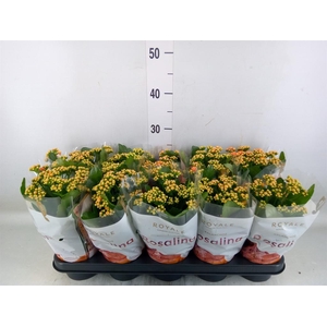Kalanchoe blos. 'RosDon Feliz'