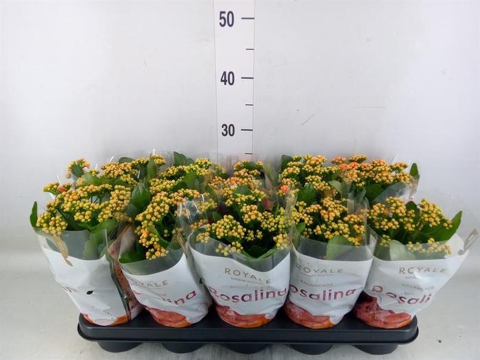 <h4>Kalanchoe blos. 'RosDon Feliz'</h4>