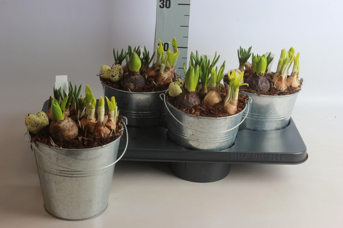 <h4>ARR TUINPLANTEN</h4>