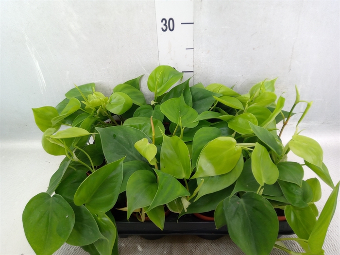 <h4>Philodendron scand.</h4>