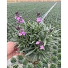 Erysimum linifolium Bowles Mauve