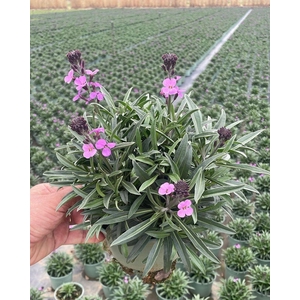 Erysimum linifolium Bowles Mauve