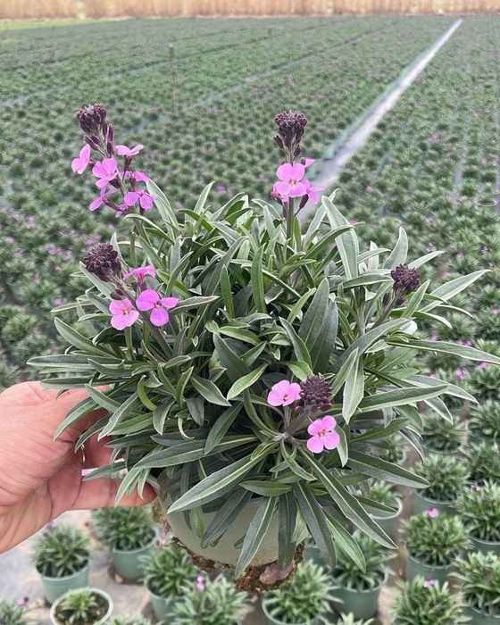 <h4>Erysimum linifolium Bowles Mauve</h4>