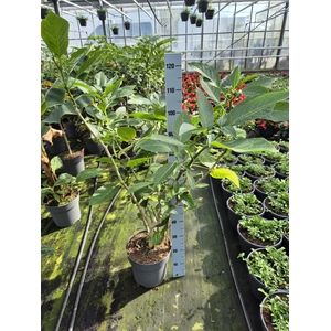 Brugmansia White XL