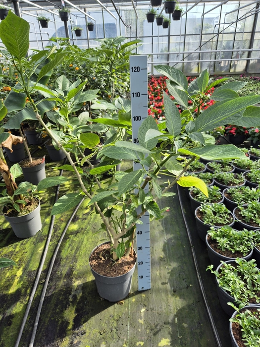<h4>Brugmansia White XL</h4>