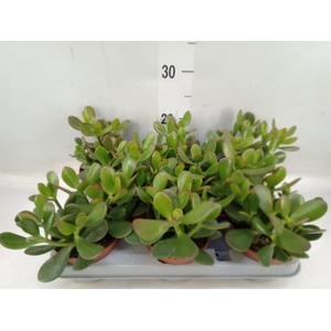 Crassula ovata