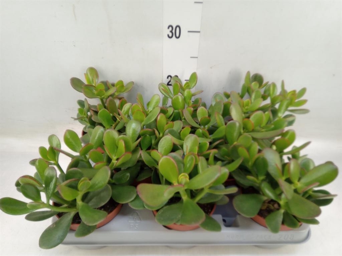 <h4>Crassula ovata</h4>