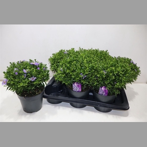 Aster D Al Purple Ro