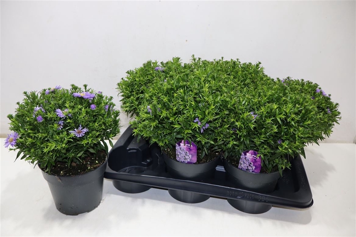 <h4>arr8 Aster D Al Purple Ro</h4>