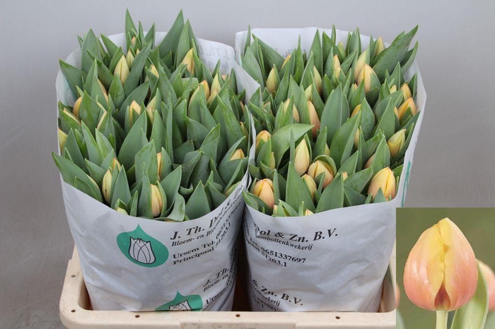 <h4>Tulipa si marit</h4>