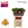 ALSTR AURORA Scenza