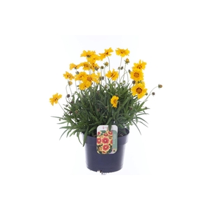 Coreopsis grand. Andiamo Yelow Red