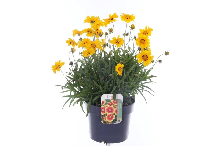<h4>Coreopsis grand. Andiamo Yelow Red</h4>