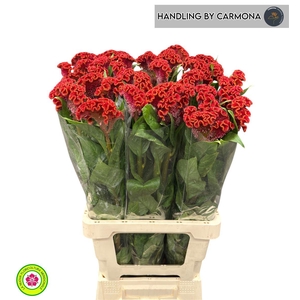 Cel C Bombay Red