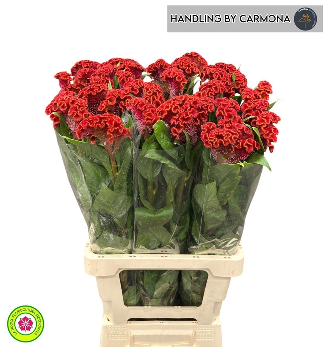 <h4>Cel C Bombay Red</h4>