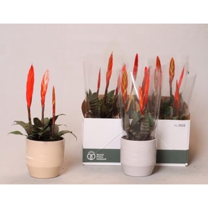 Vries Era in pot