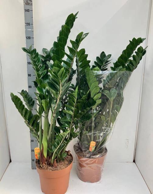 <h4>ZAMIO ZAMIIFOLIA</h4>