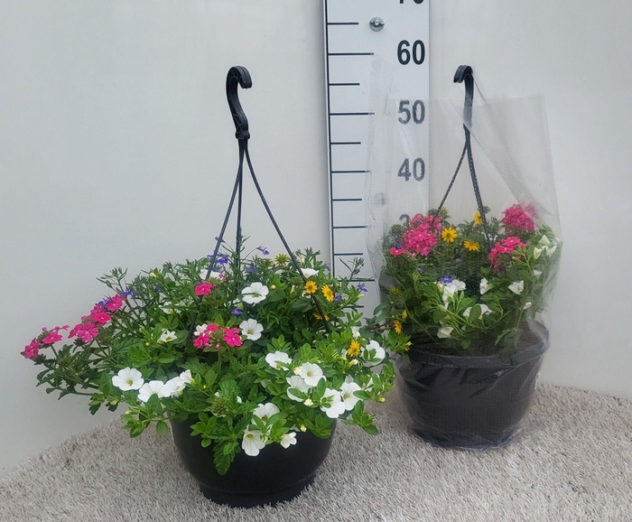 <h4>OVERIGE HANGPLANTEN</h4>