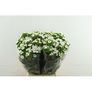 Di Barb Aldo White 55cm