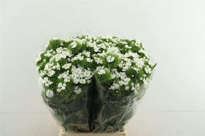 <h4>Di Barb Aldo White 55cm</h4>